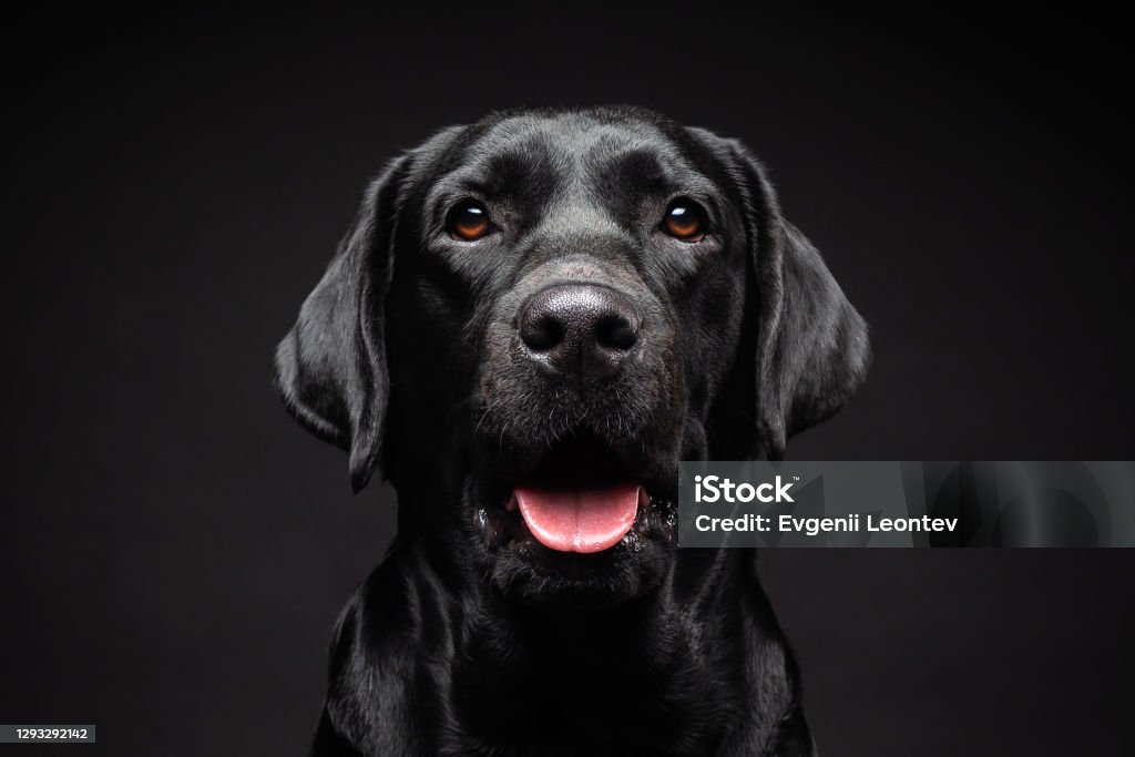 Portrait of a Labrador Retriever dog on an isolated black background. Portrait of a Labrador Retriever dog on an isolated black background. The picture was taken in a photo Studio. Dog Stock Photo