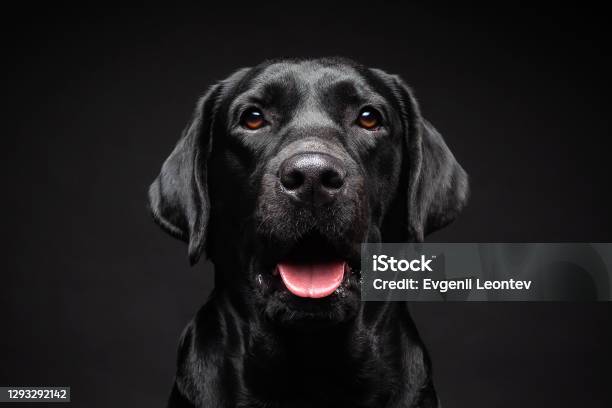 Portrait Of A Labrador Retriever Dog On An Isolated Black Background Stock Photo - Download Image Now