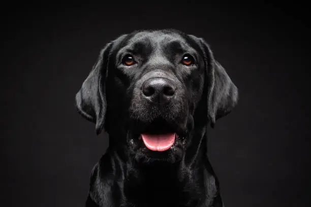 Photo of Portrait of a Labrador Retriever dog on an isolated black background.