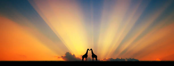 Panorama silhouette tree in africa with sunset.safari theme.