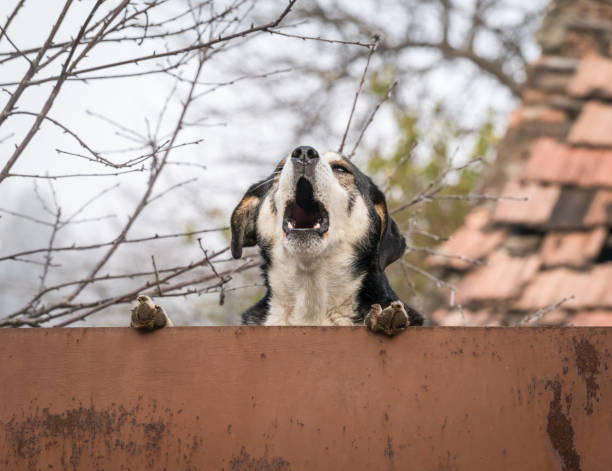 perro callejero ladrando sobre la valla oxidada, en rumania - ladrando fotografías e imágenes de stock