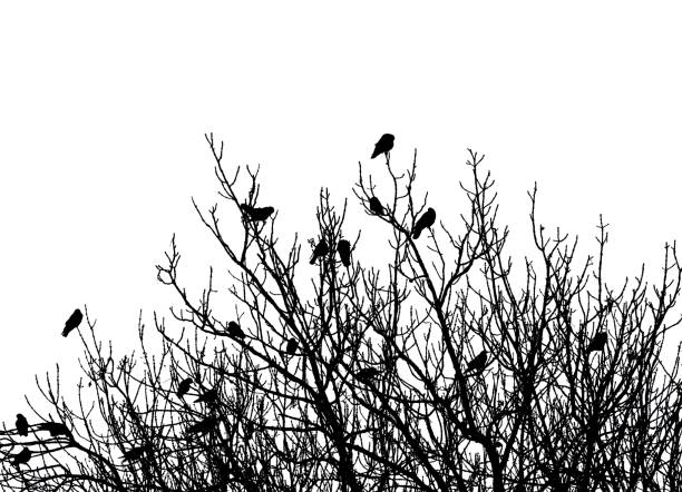 istock Silhouette of a tree with birds on the branches 1293294752