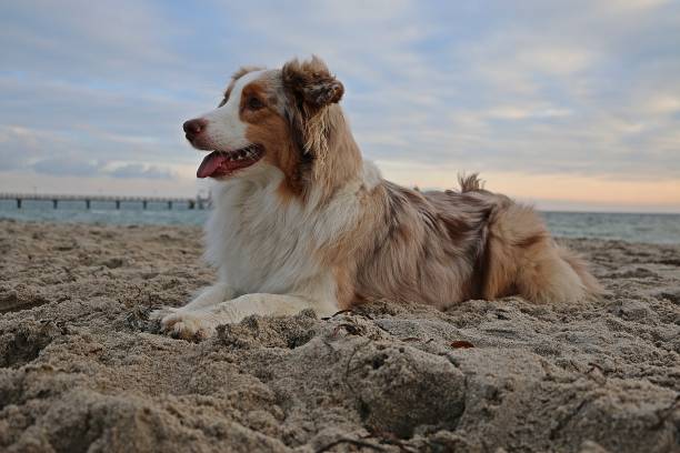 istock beautiful australian shephers is lying in the sand at the beach 1293295672