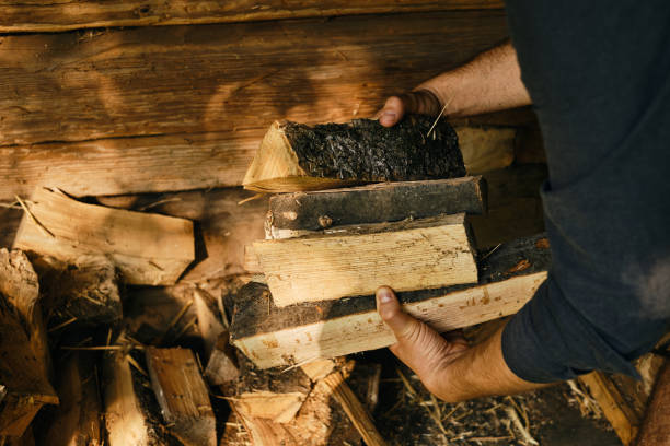 istock A man holds in hand firewood for a future bonfire. Preparing to light a fire in the fireplace. The lumberjack is preparing firewood for the warm in winter. Countryside lifestyle, outdoor working 1293295696