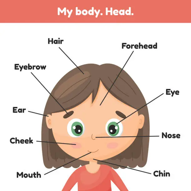 Vector illustration of Vector illustration. Face little cute girl. Poster head parts for leaning anatomy for kids.