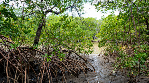 mangrove - sky forest root tree stock-fotos und bilder