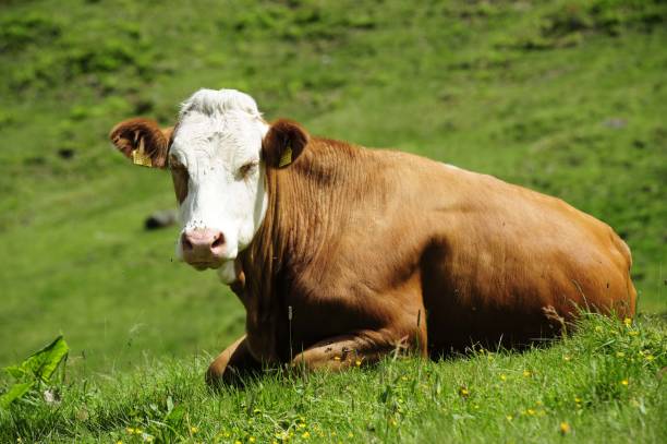 istock Cattle grazing in the Alps 1293296870
