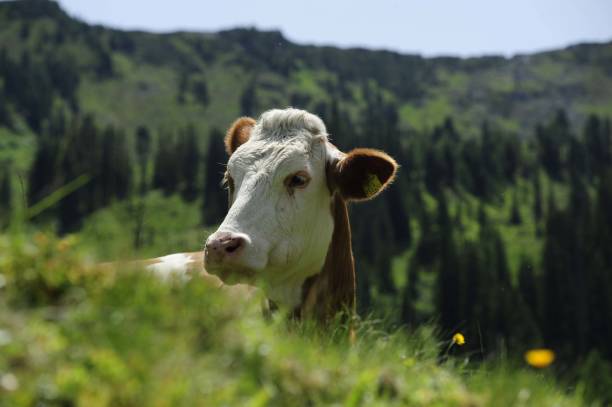 istock Cattle grazing in the Alps 1293296885