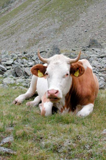 istock Cattle grazing in the Alps 1293297044