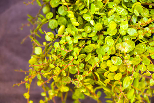 Houseplant stock photo