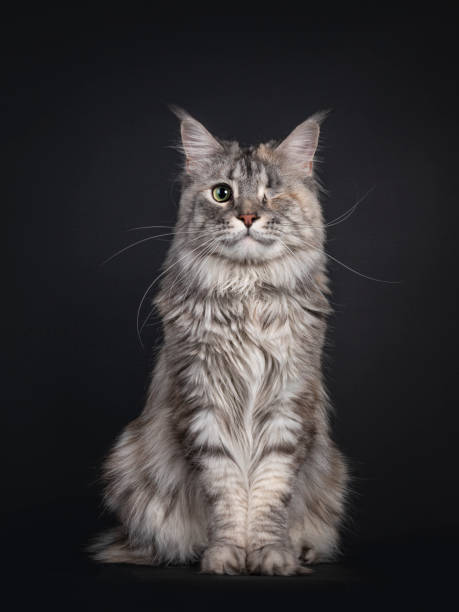 istock One eyed Maine Con cat on black 1293298441
