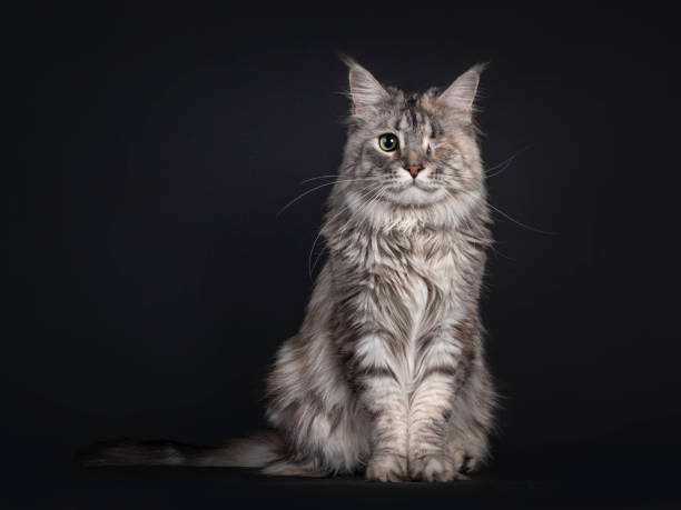 istock One eyed Maine Con cat on black 1293298447