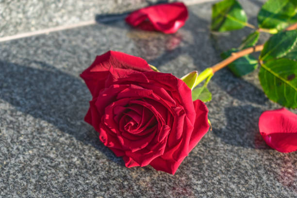 istock Red rose lies on the granite floor on a sunny day 1293298767