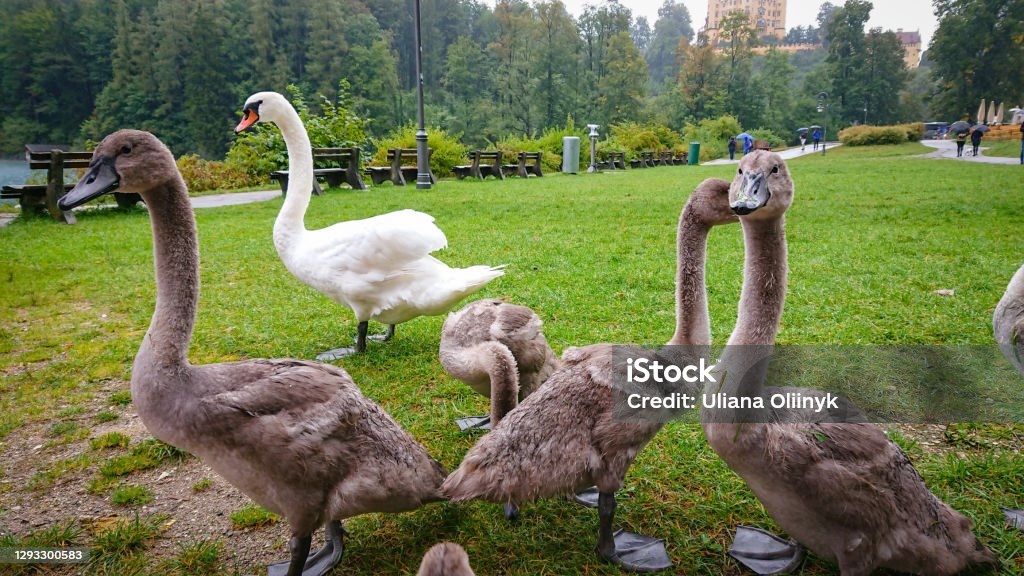 Young swans in gray down came out to graze on the grass Agricultural Field Stock Photo