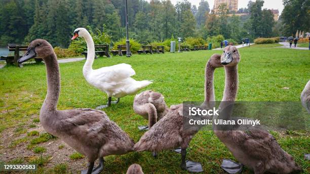 Young Swans In Gray Down Came Out To Graze On The Grass Stock Photo - Download Image Now