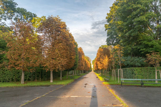 słoneczny widok na aleję między drzewami w parku augarten w wiedniu, austria. - lane sunlight sunbeam plant zdjęcia i obrazy z banku zdjęć