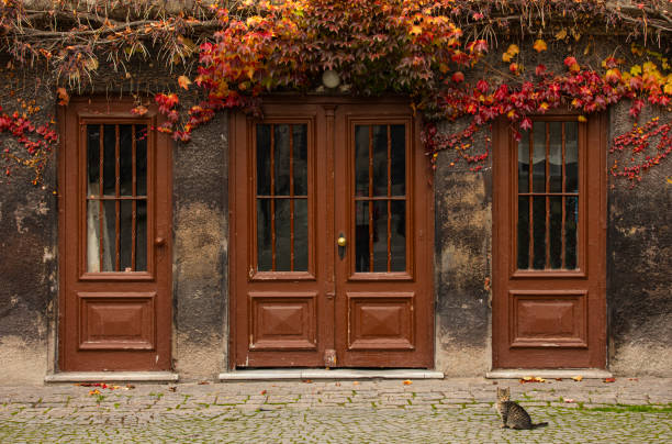 Autumn Leaves and Cat Eminonu Istanbul Turkey
