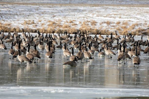 istock Flock of Canada geese on the lake 1293302304