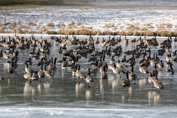 istock Flock of Canada geese on the lake 1293302770