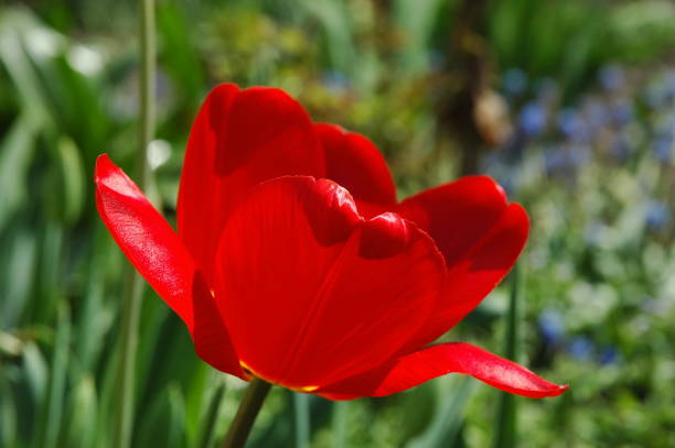 istock Bright red tulip flower close-up. The background is blurred 1293304801