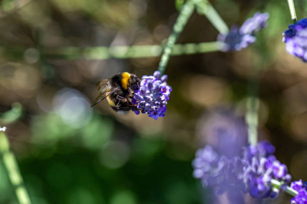istock A Bee on Lavender Flowers in Summer 1293304838