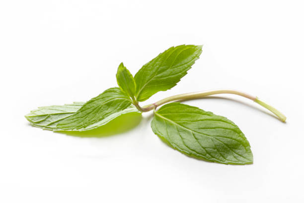 istock Fresh mint in closeup on a white background 1293305095