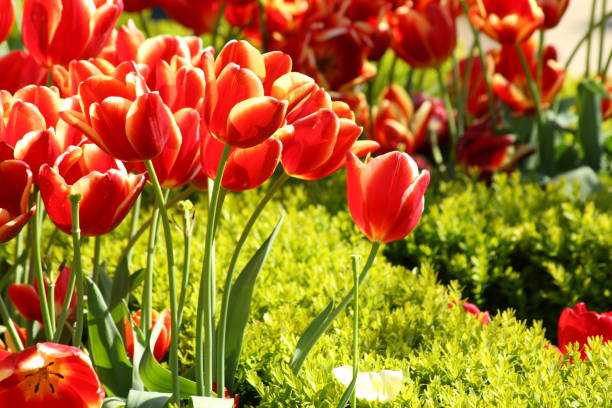 Istanbul, Turkey-April 26, 2015: Red Tulips in Goztepe Public Park, Springtime, Istanbul.