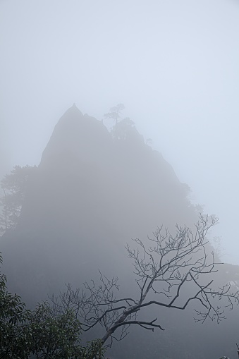 Pine tree on rocks top on misty peak. Yellow Mountain, China.