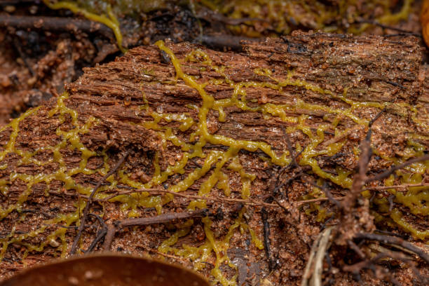 plásmido de los slime de cabeza - fungus roots fotografías e imágenes de stock