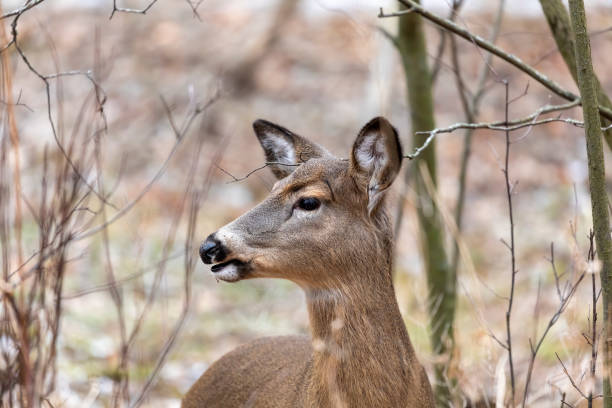 istock White-tailed deer in Wisconsin state park 1293306190