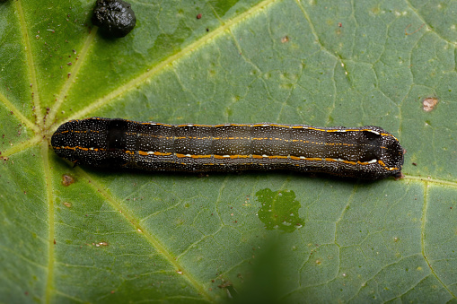 Small Caterpillar of the genus Spodoptera eating a plant