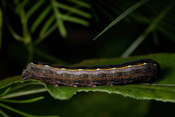 istock Small Caterpillar eating a plant 1293306589