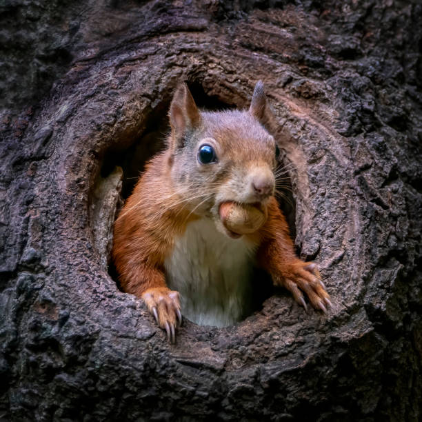 istock Eurasian red squirrel (Sciurus vulgaris) cautiously peeks out of the hole in a tree 1293306606