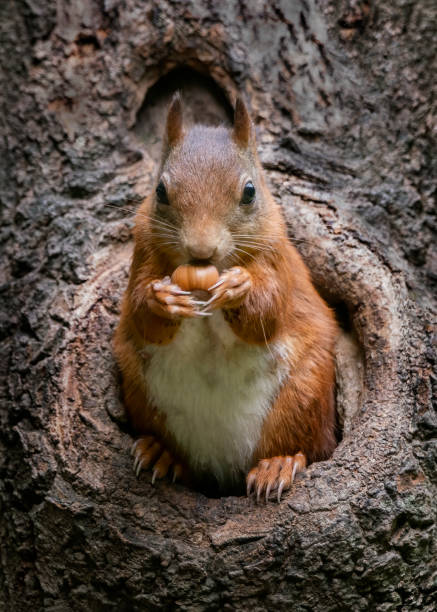 istock Eurasian red squirrel (Sciurus vulgaris) cautiously peeks out of the hole in a tree 1293306608