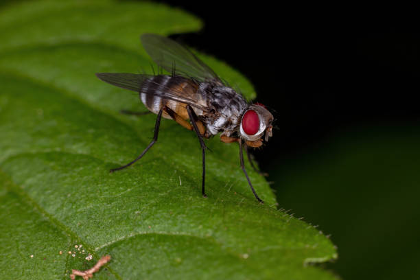 istock Adult Bristle Fly 1293307442