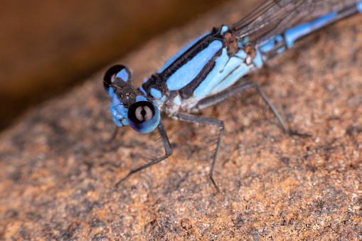 Adult Damselfly Insect of the Suborder Zygoptera
