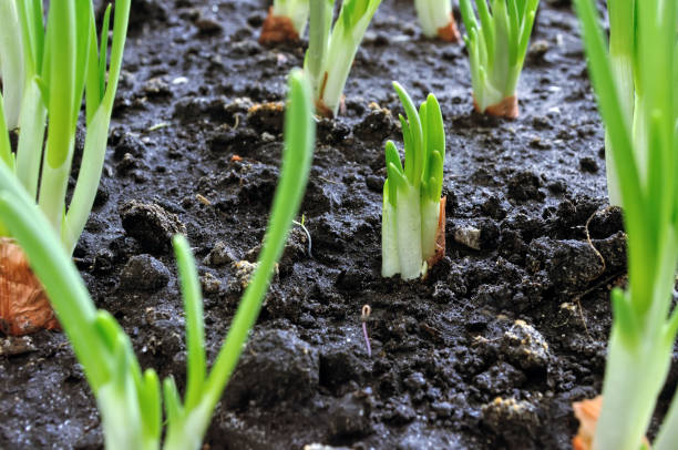 istock close-up of growing green onion 1293308811