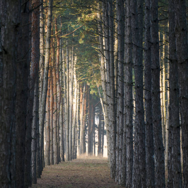 istock A path in a pine forest. Tunnel between trees. Mystical atmosphere. 1293309855