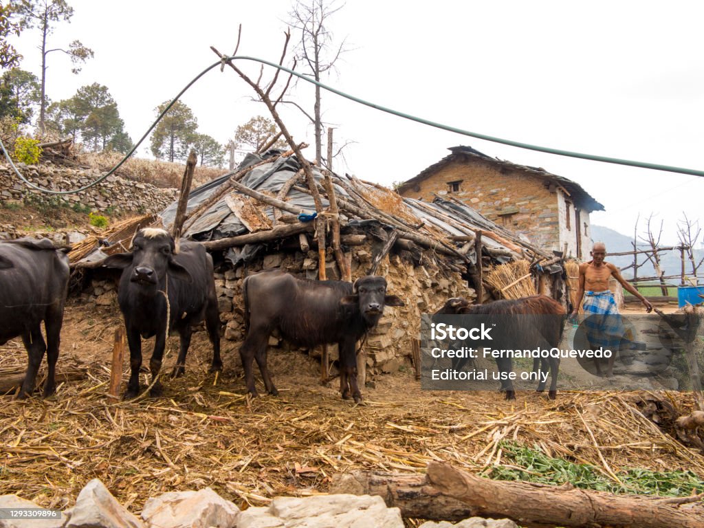 Ông Già Và Những Con Trâu Của Mình Tại Dariapan Một Ngôi Làng Hẻo ...