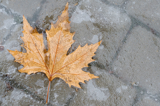 close up of backlit dry maple leaf on ground