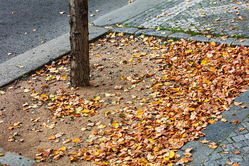 tree and fallen leaves in the city