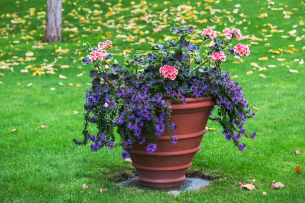istock beautiful flowers in a flower pot 1293310908