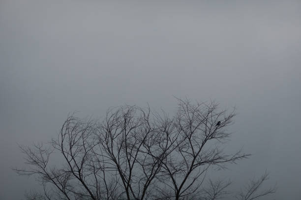 A flock of birds rest in a tree on a cold winter's day. Madrid. Spain