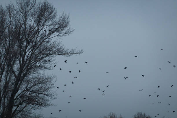 istock A flock of birds rest in a tree on a cold winter's day. Madrid. Spain 1293311764