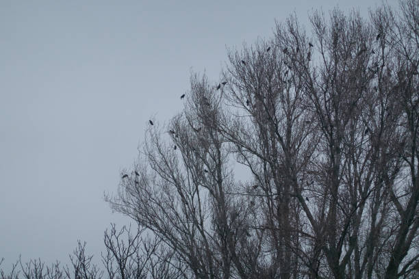 A flock of birds rest in a tree on a cold winter's day. Madrid. Spain