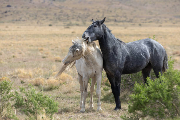 istock Wild Horses in the Utah Desert 1293312717