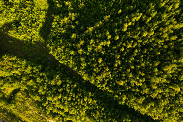 istock Wild nature. Aerial view from drone 1293312837