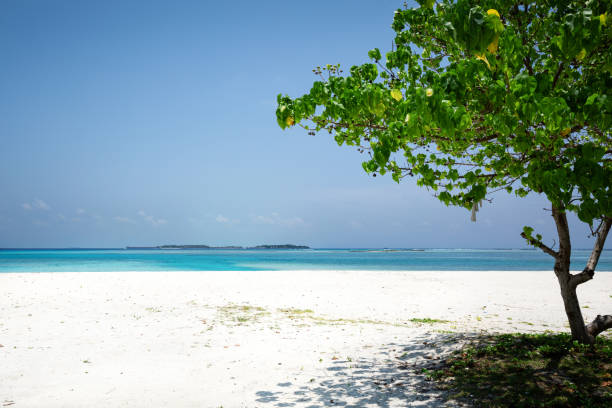 istock Tree on sandy beach near tropical sea 1293312876