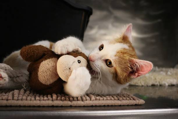 istock small kitten head portrait indoor 1293313085