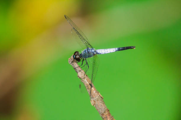 istock blue dragonfly on a dry branch 1293313087